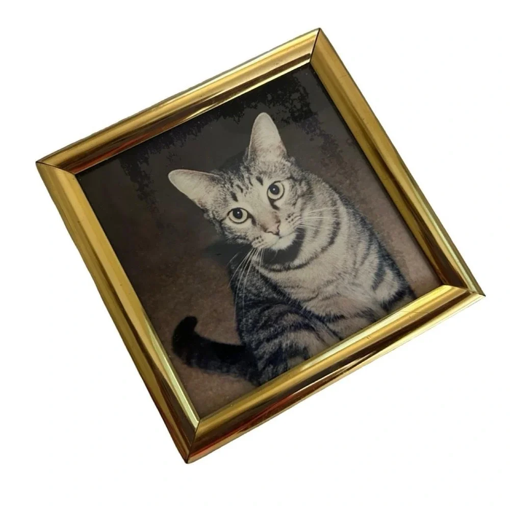 Vintage 1970's Framed Cat Picture